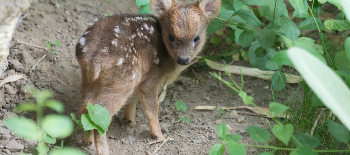 pudu deer