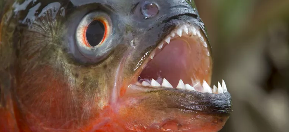 piranha