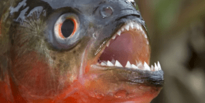 piranha