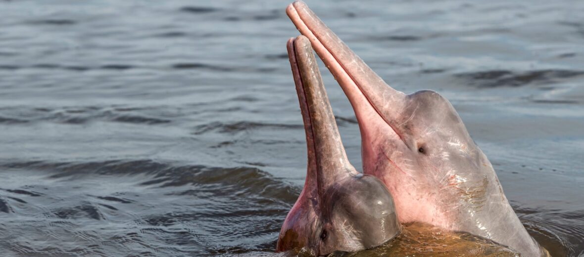 pink river dolphin, Critter Science