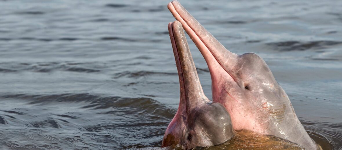 pink river dolphin