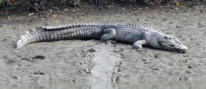 saltwater crocodile