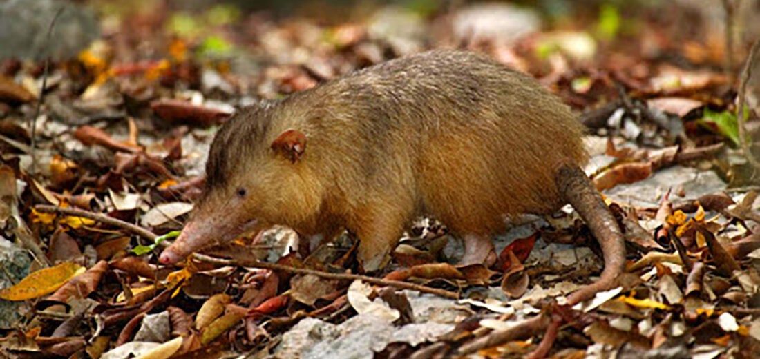 solenodon