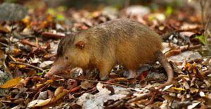 solenodon
