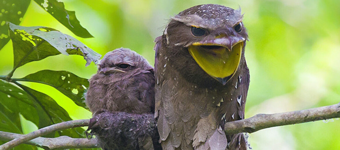 tawny frogmouth