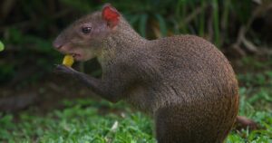 agouti