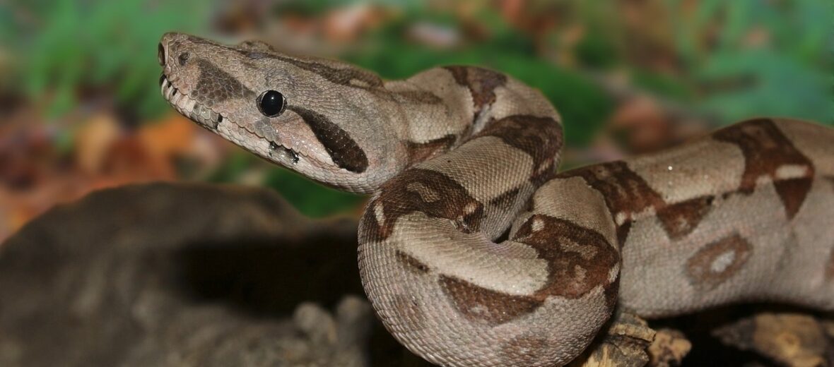 boa constrictor, Critter Science