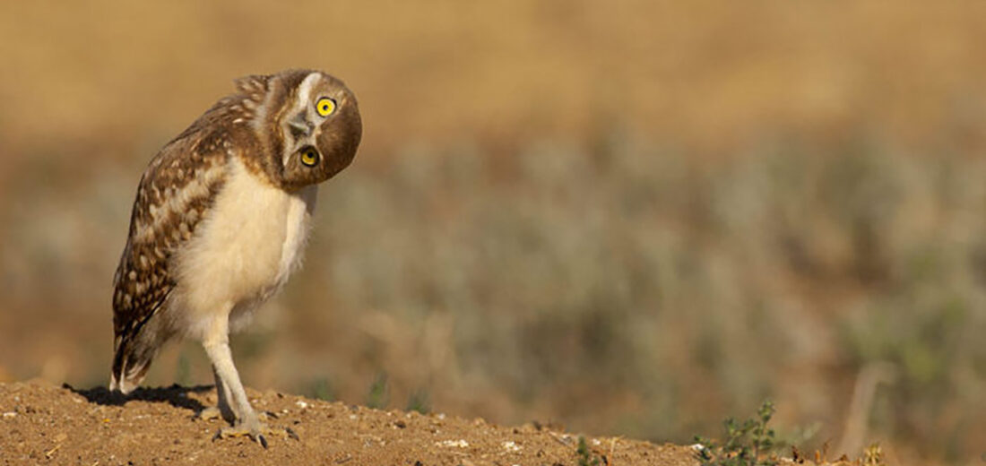 burrowing owl