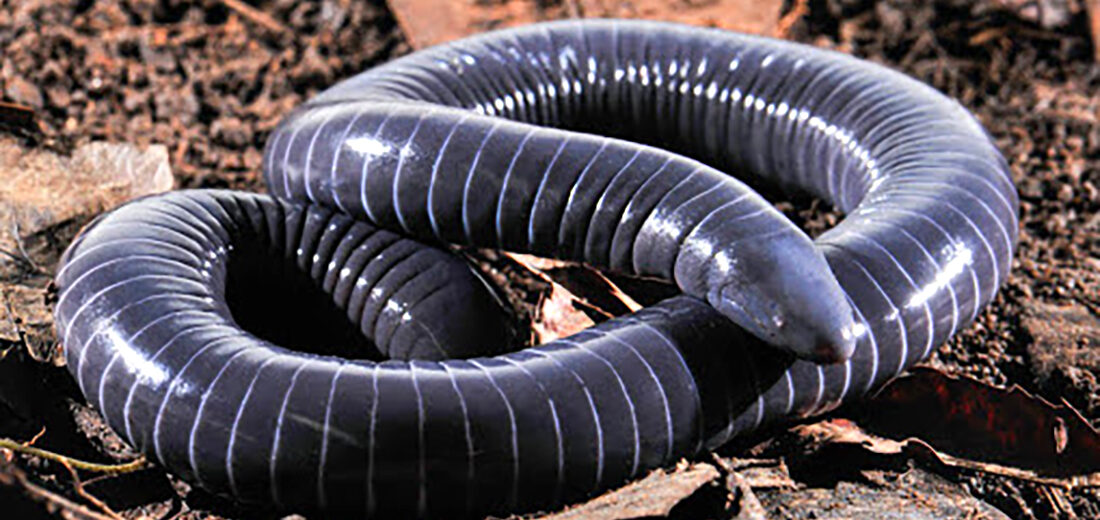 The Unusual Caecilian | Critter Science