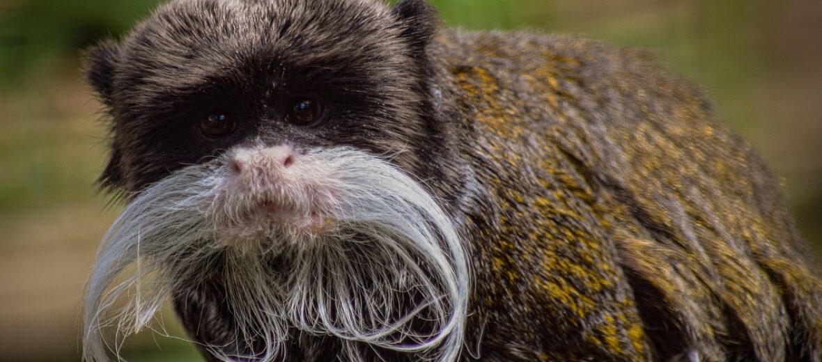 emperor tamarin