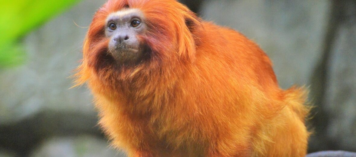 golden lion tamarin