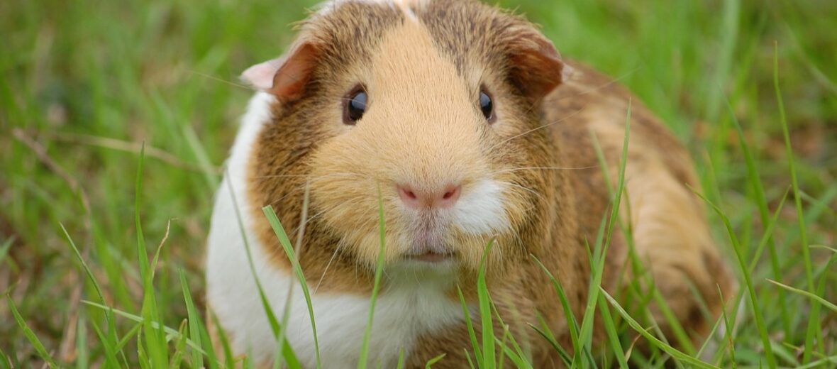 guinea pig