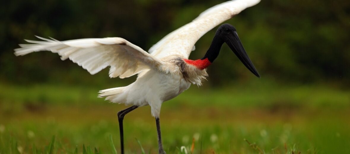 jabiru