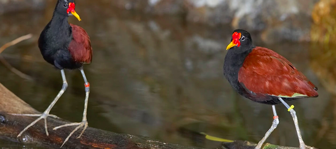 jacana