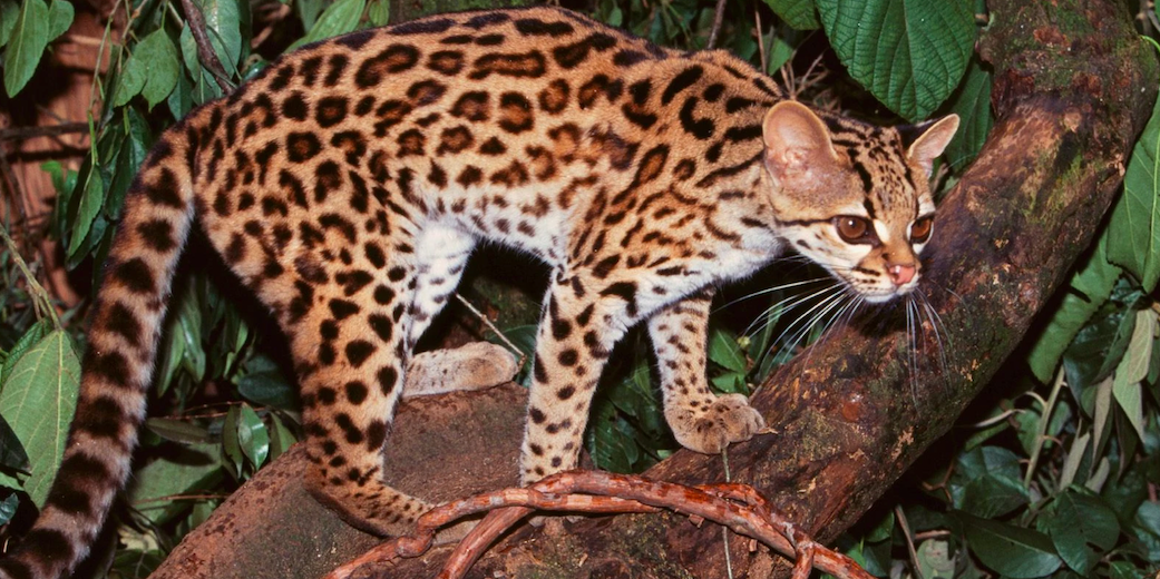margay, Critter Science