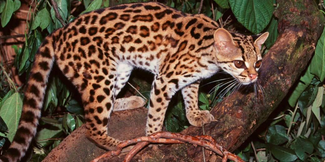 margay