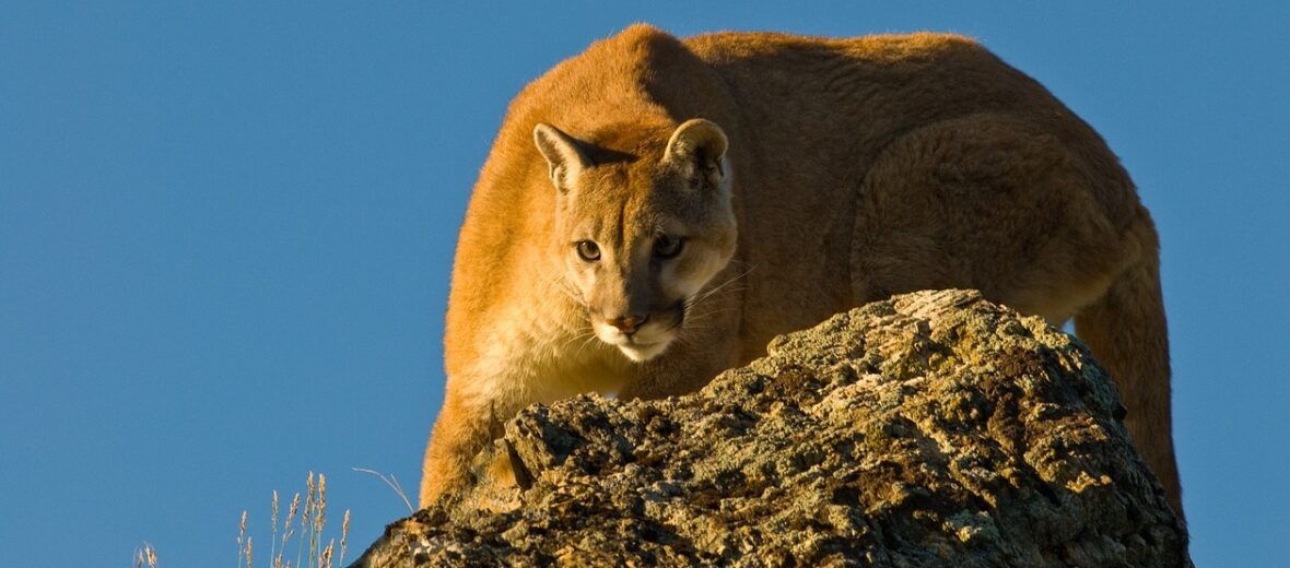 mountain lion, Critter Science