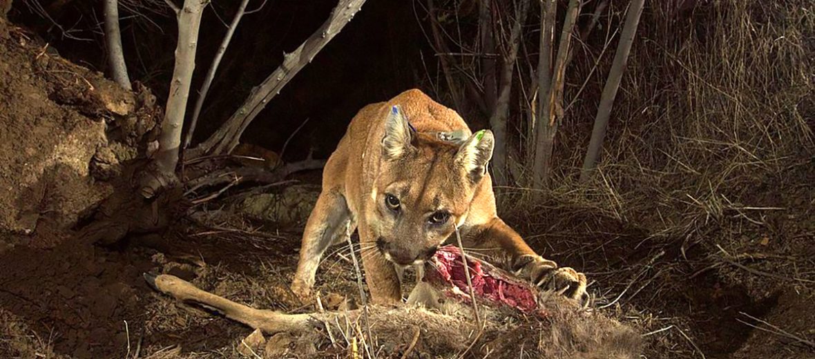 mountain lion