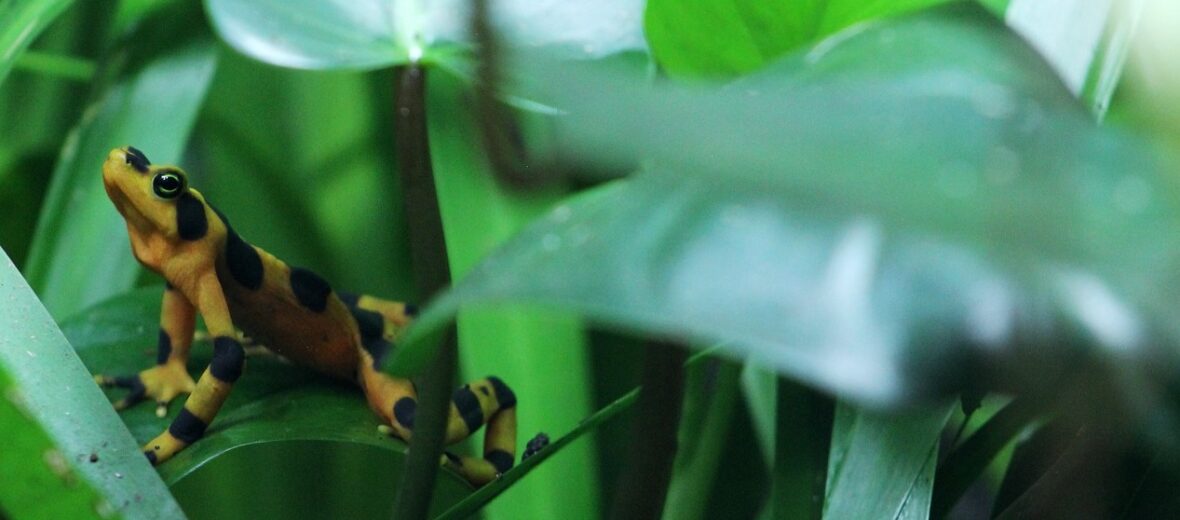 Panamanian golden frog