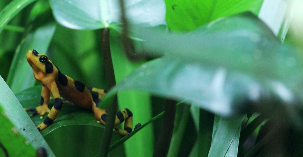 Panamanian golden frog
