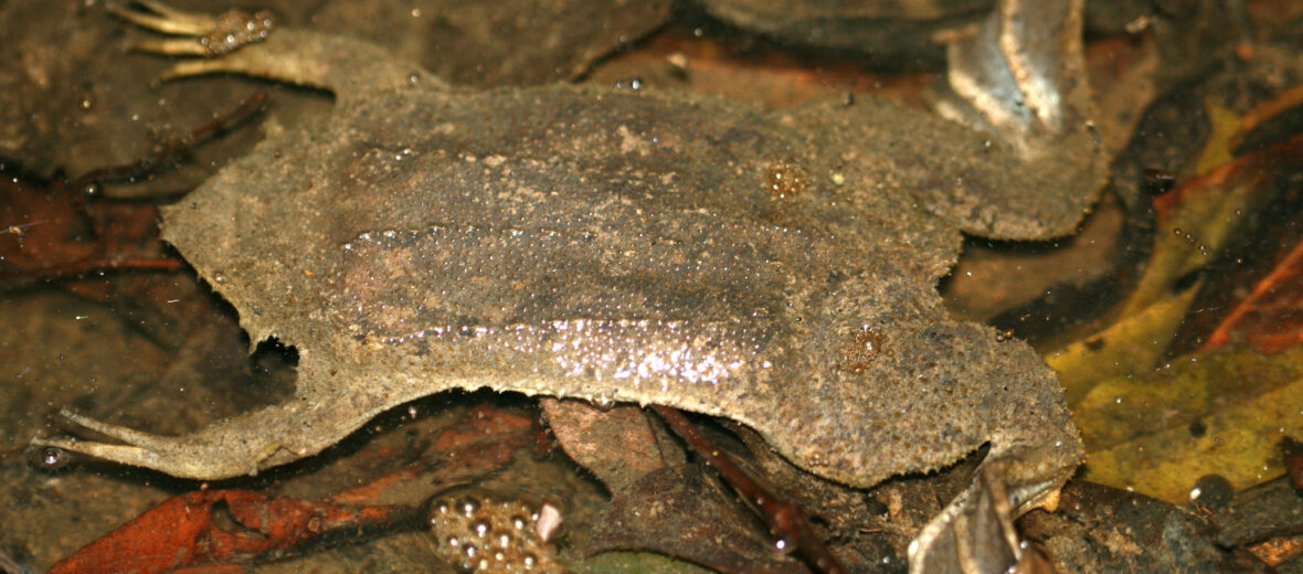 surinam toad