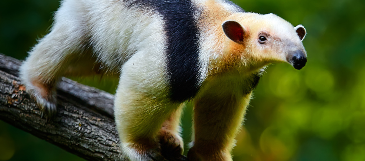 Tamandua