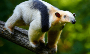 tamandua