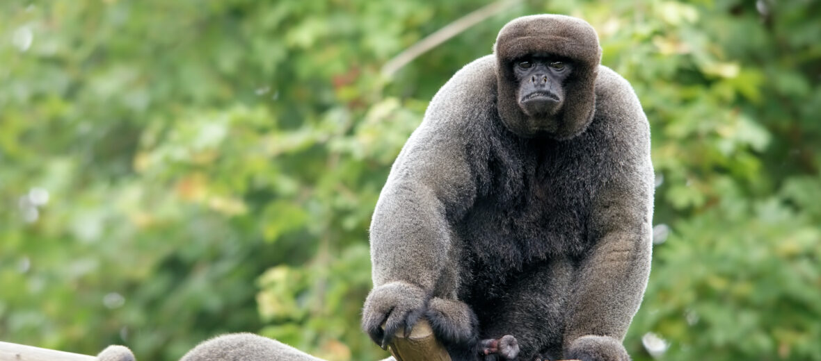 woolly monkey