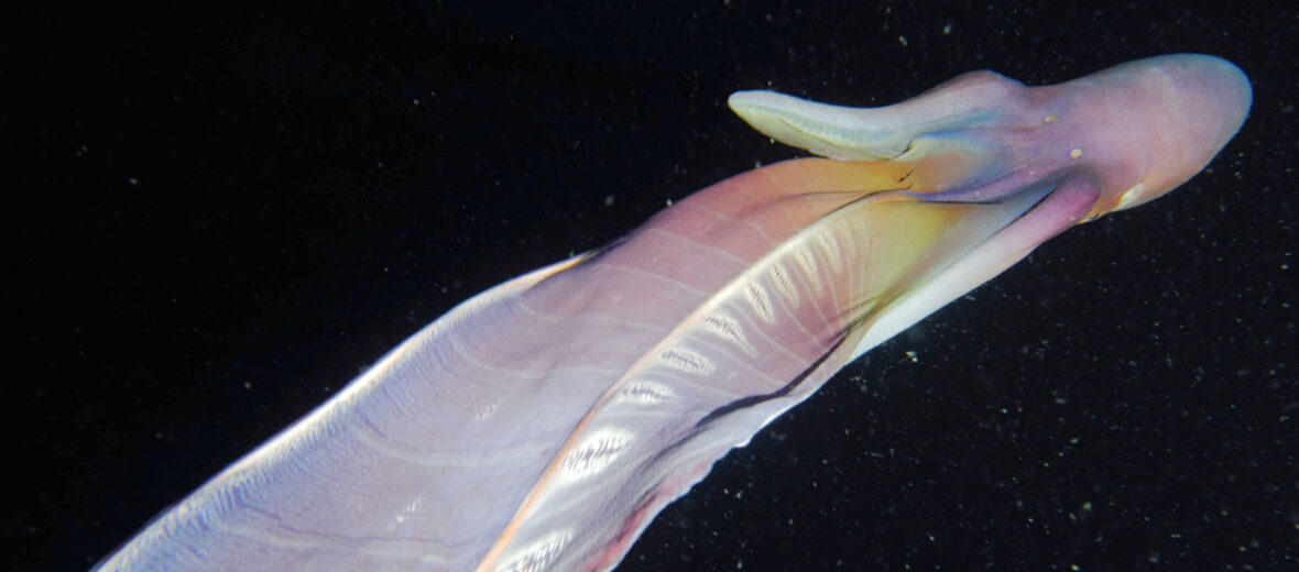 The Bizarre and Amazing Blanket Octopus Critter Science