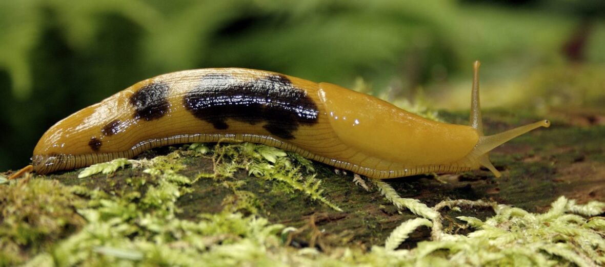 California banana slug