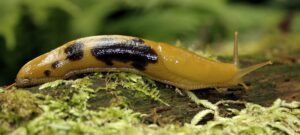 California banana slug