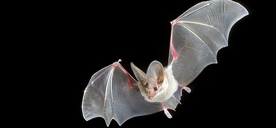 California leaf-nosed bat, Critter Science
