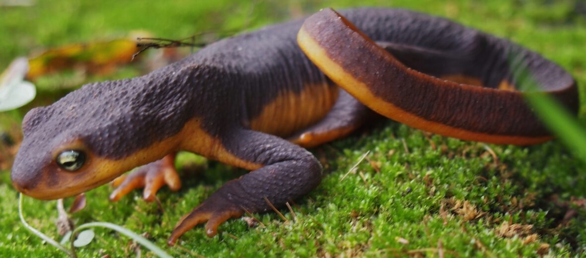 California newt