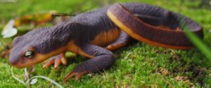 California newt