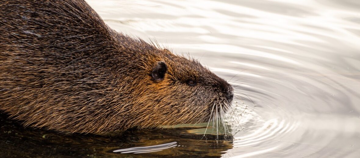 coypu