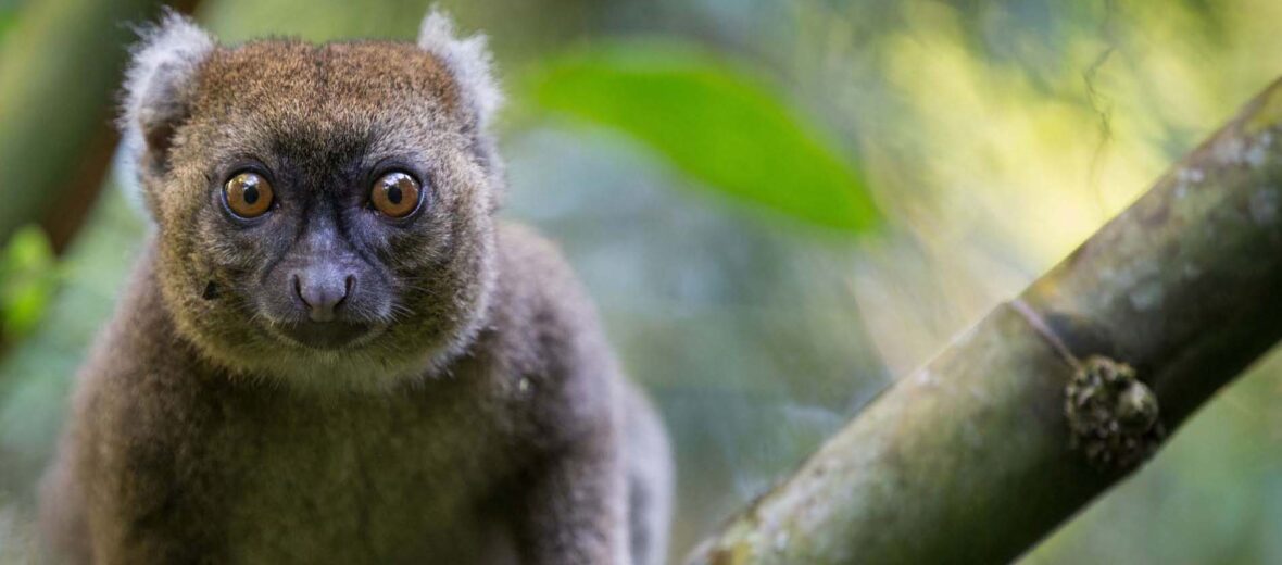 greater bamboo lemur