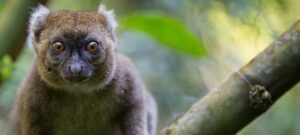 greater bamboo lemur