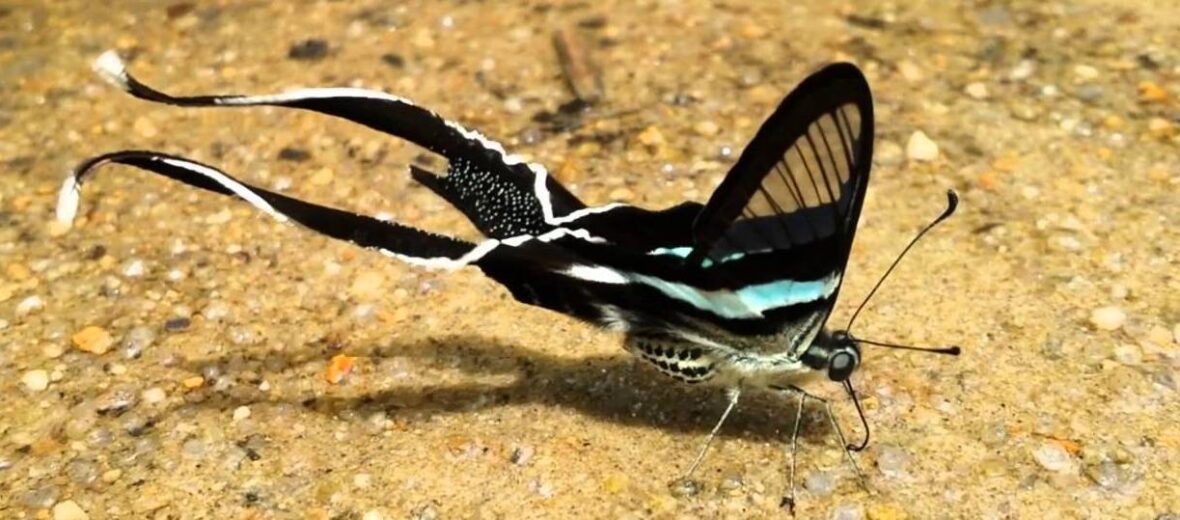 green dragontail butterfly