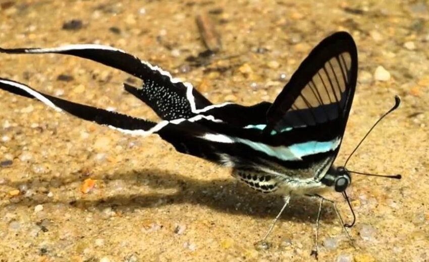 green dragontail butterfly