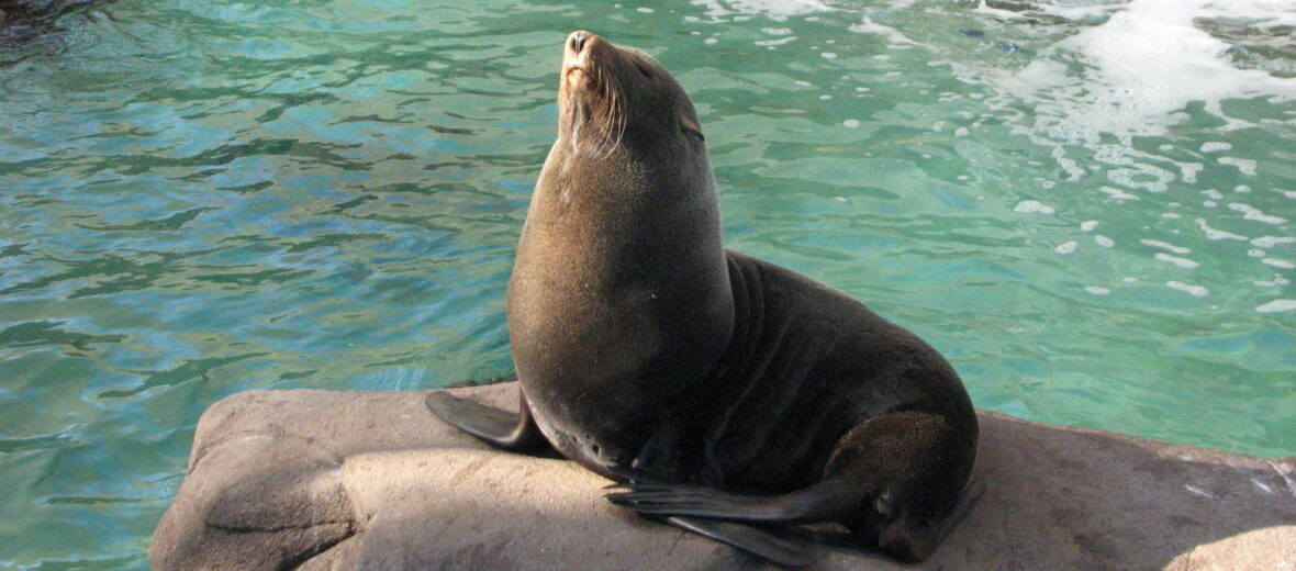 Guadalupe fur seal