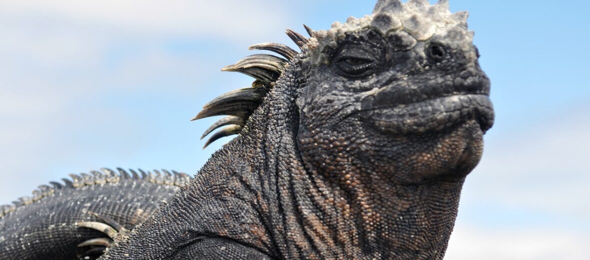 Galápagos marine iguana