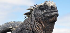 Galápagos marine iguana