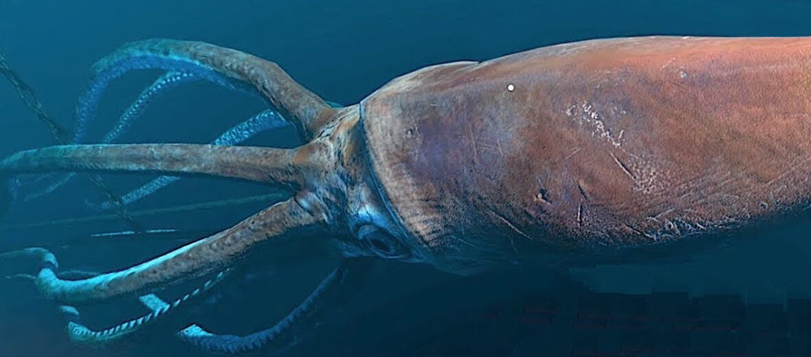 giant squid