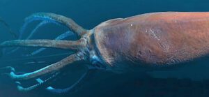 giant squid