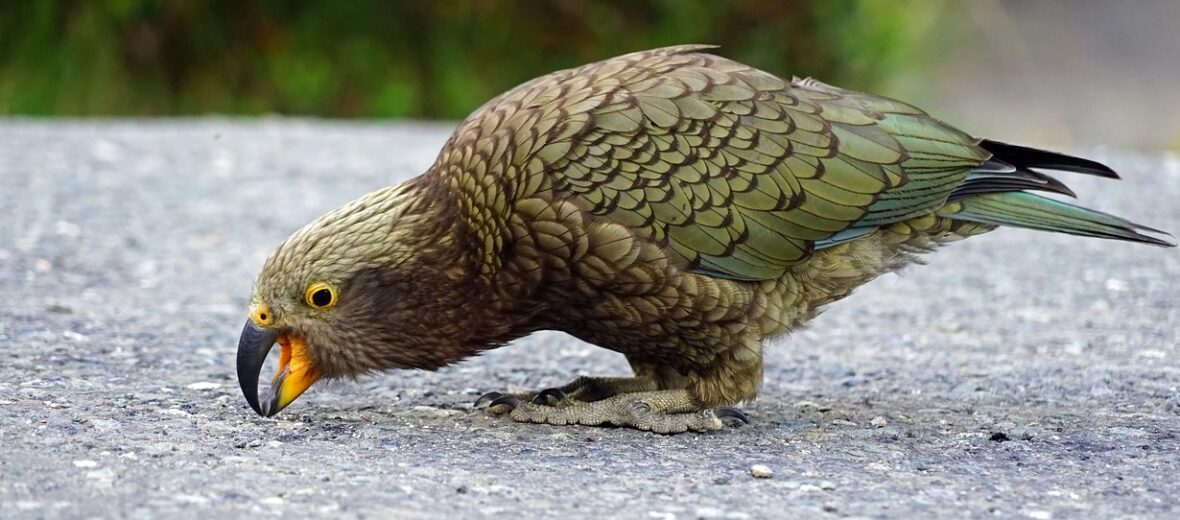 kea parrot