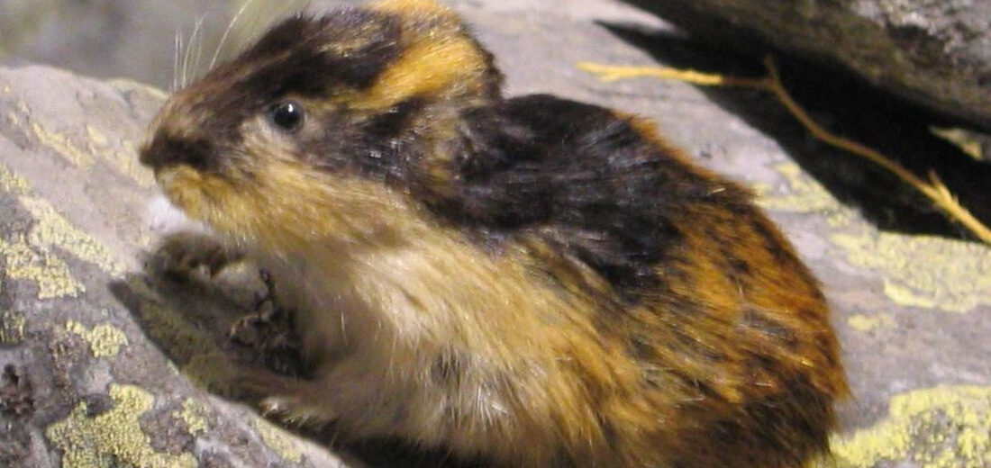 10 Incredible Lemming Facts - A-Z Animals