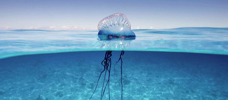 Portuguese man o' war