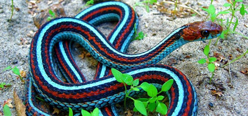 The Beautiful San Francisco Garter Snake 