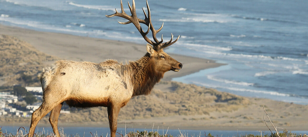 tule elk