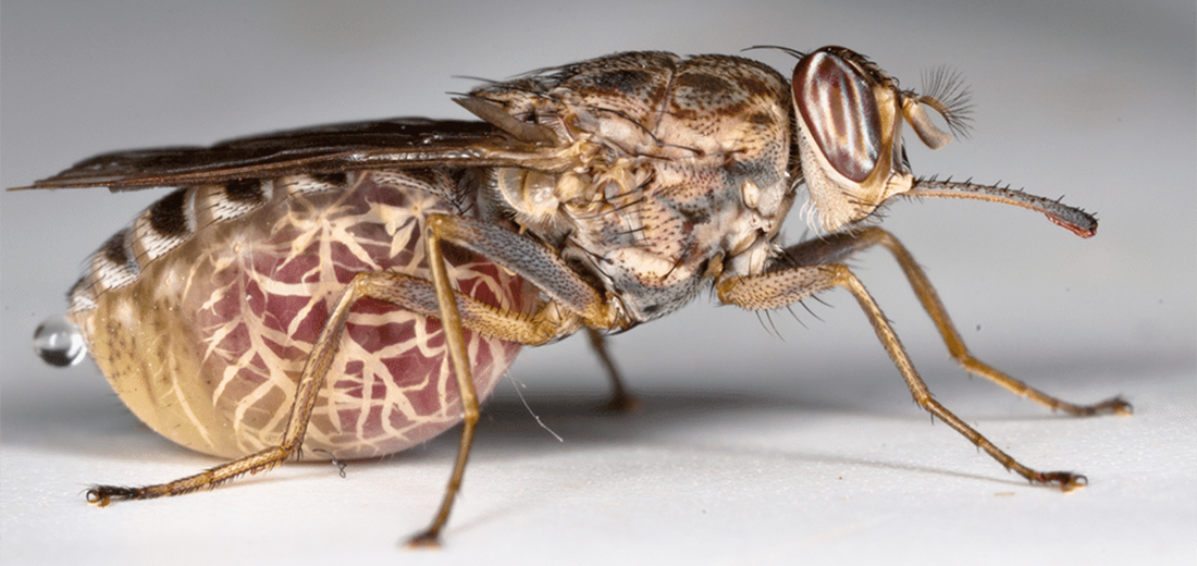 tsetse fly